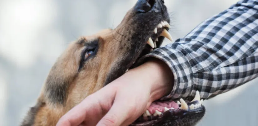 dog biting an individual's arm